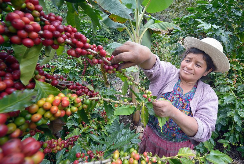 'NEW' Guatemala Organic Decaf